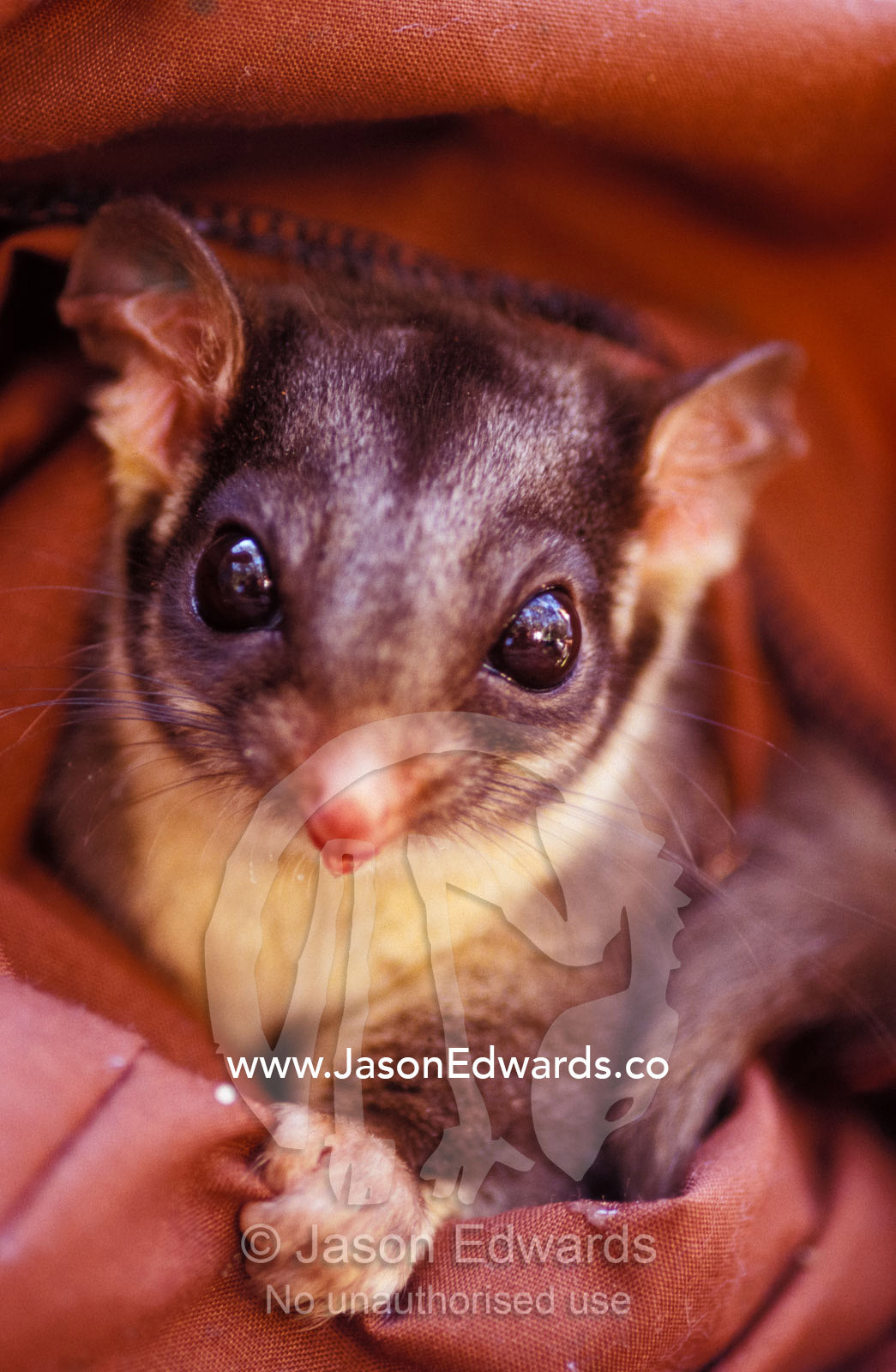 An endangered Leadbeaters Possum peers from a research restraint bag. Yellingbo Nature Conservation Park, Victoria, Australia.