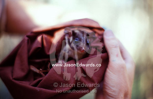 An endangered Leadbeaters Possum peers from a research restraint bag. Yellingbo Nature Conservation Park, Victoria, Australia.