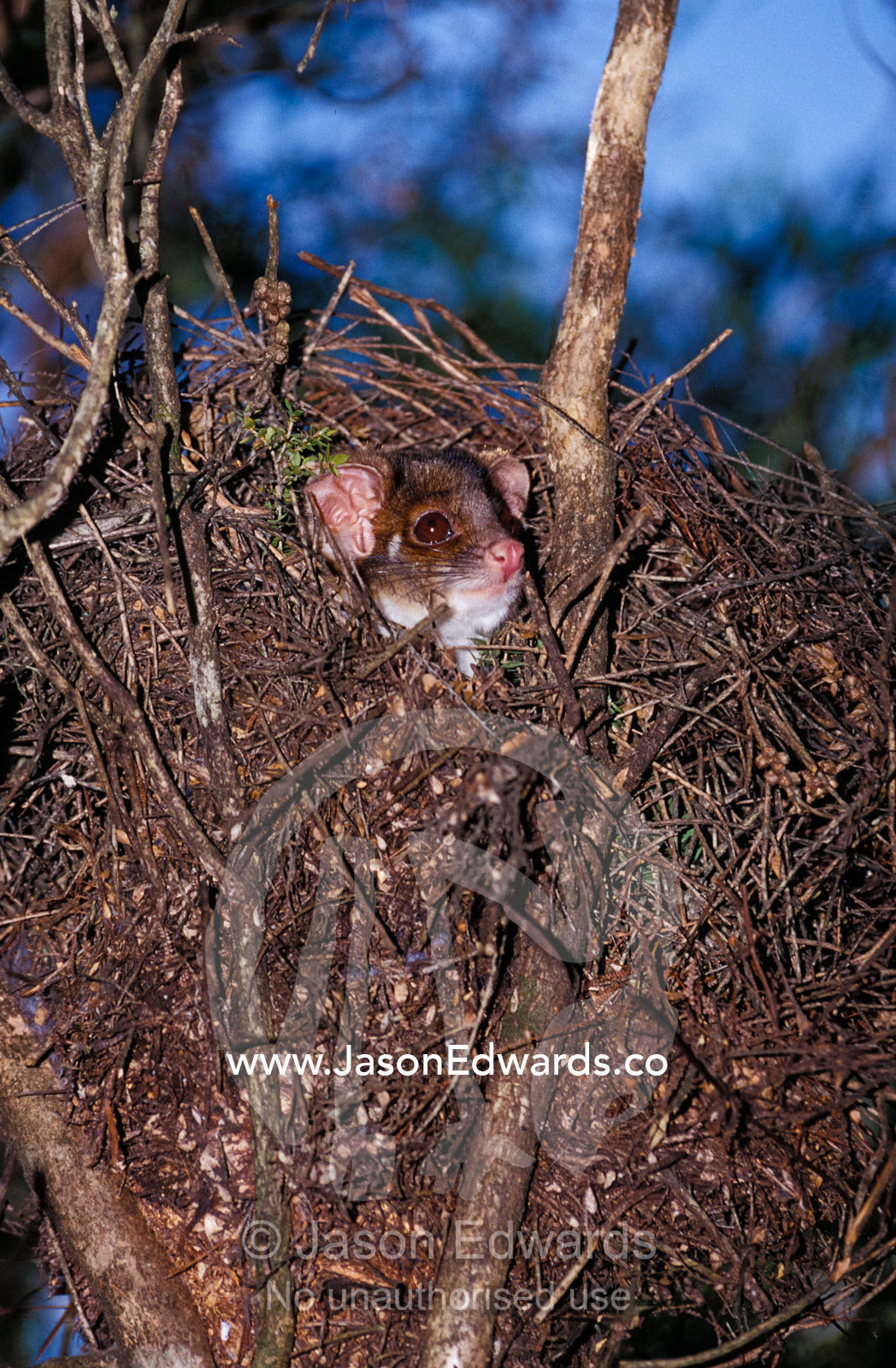 A Ringtail Possum emerging from nest drey to feed at night. Yellingbo Nature Conservation Reserve, Victoria, Australia.