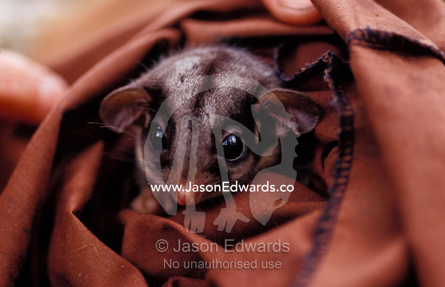 An endangered Leadbeaters Possum peers from a research restraint bag. Yellingbo Nature Conservation Park, Victoria, Australia.