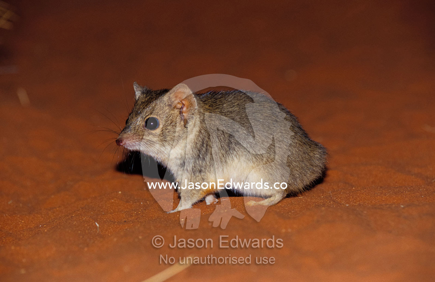 An endangered Mulgara, Ampurta, hunting and foraging on a sand dune. Alice Springs Desert Park, Northern Territory, Australia.