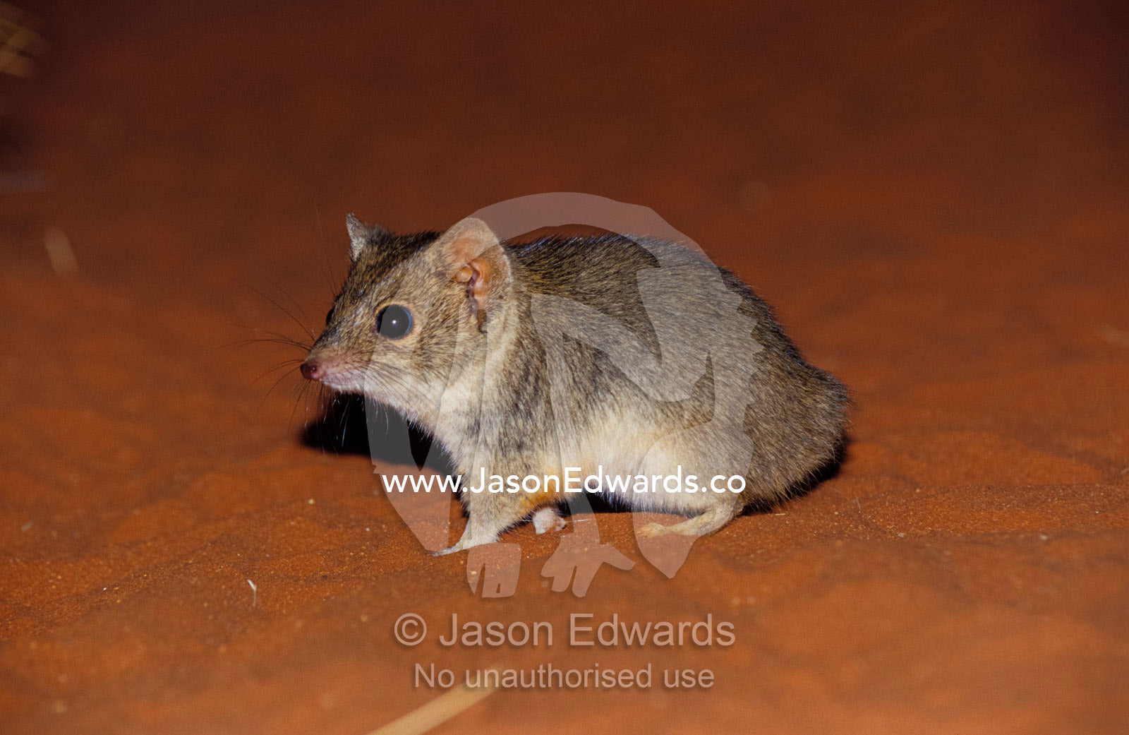 An endangered Mulgara, Ampurta, hunting and foraging on a sand dune. Alice Springs Desert Park, Northern Territory, Australia.