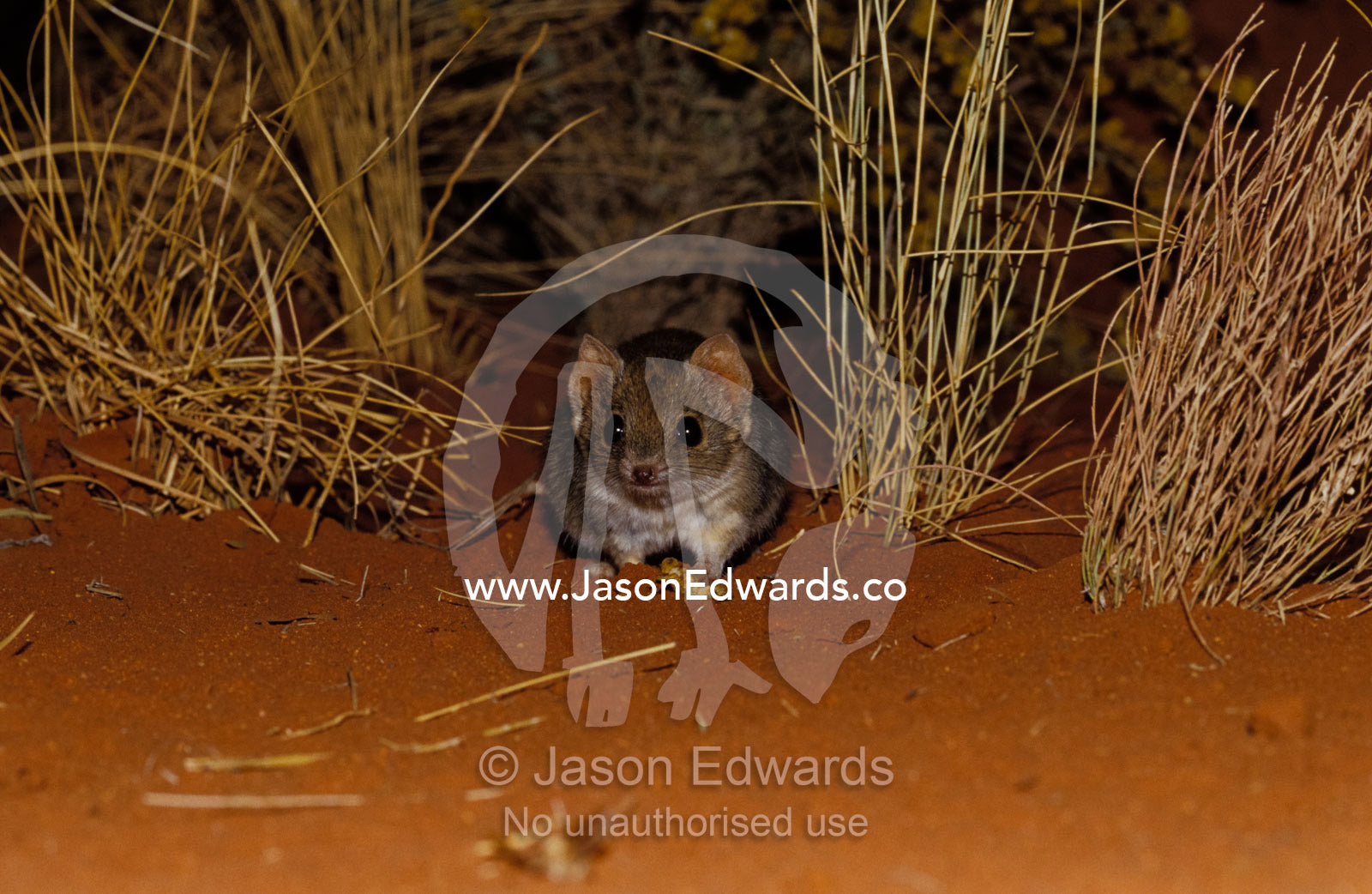 An endangered Mulgara, Ampurta, hunting in Spinifex sand country. Alice Springs Desert Park, Northern Territory, Australia.