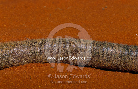 Detail of a critically endangered Rufous Hare-Wallaby's tail. Alice Springs Desert Park, Northern Territory, Australia.