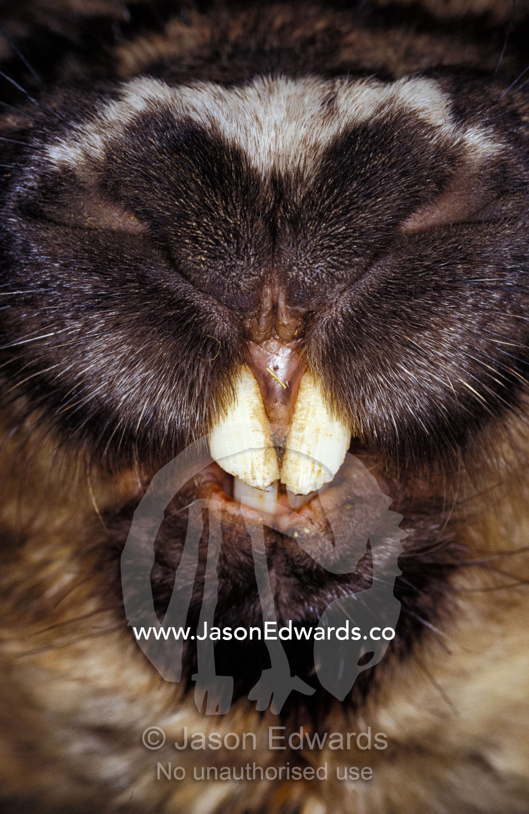 Southern Hairy-Nosed Wombat incisor teeth and nose snout detail. Rockhampton Zoo, Queensland, Australia.