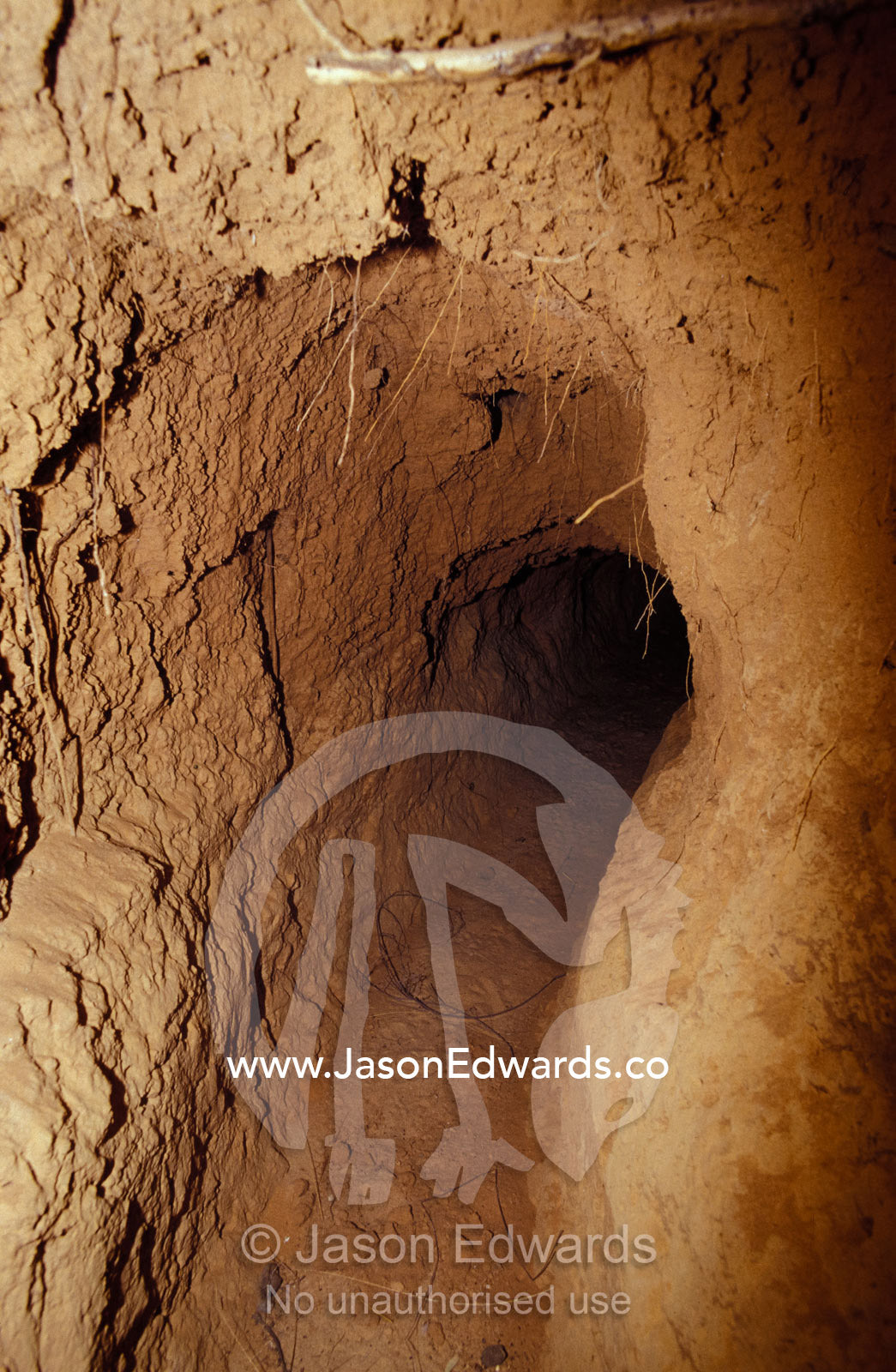 An endangered Northern Hairy-Nosed Wombat's underground burrow tunnel. Epping National Park, Scientific, Queensland, Australia.