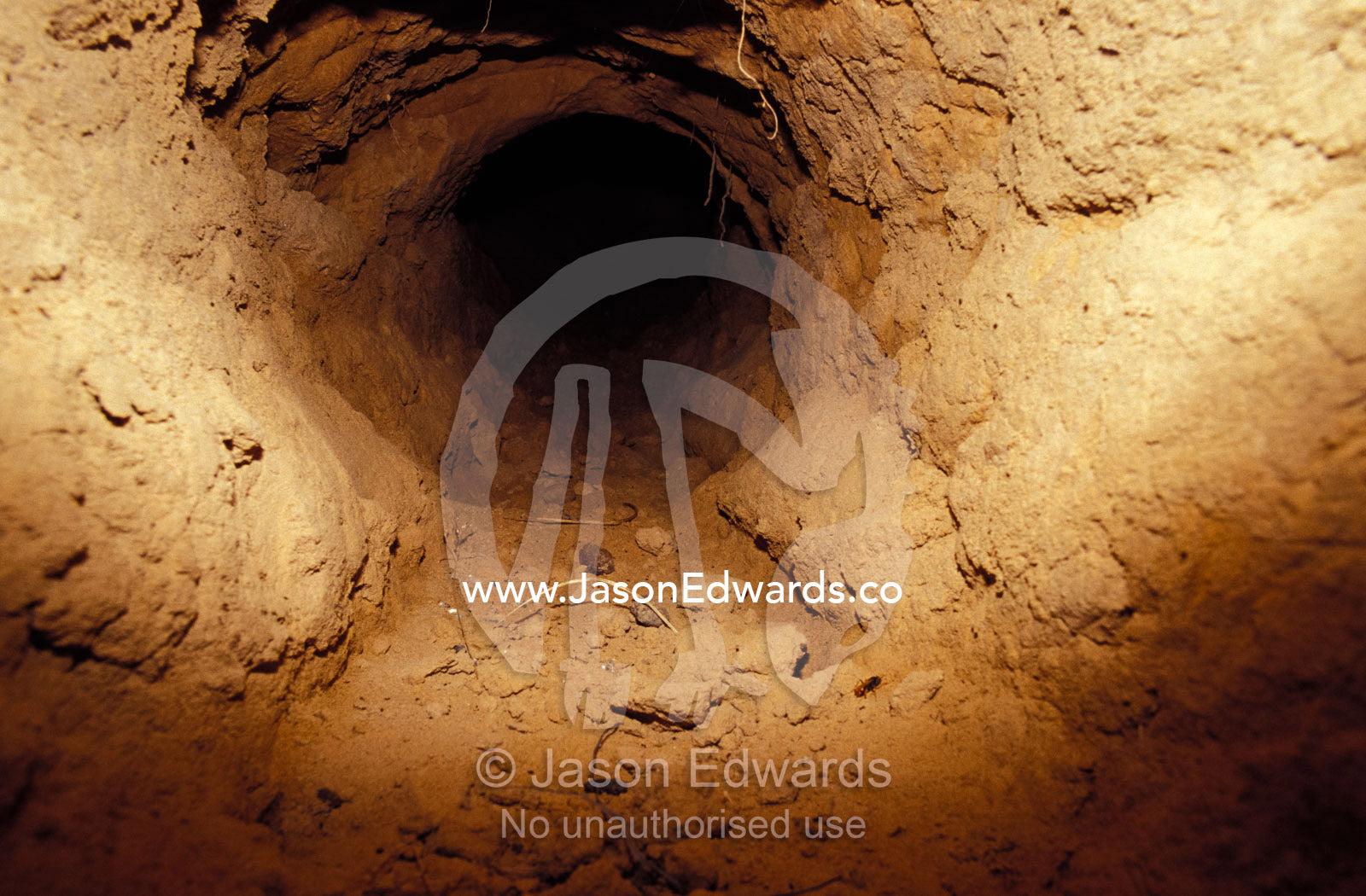 An endangered Northern Hairy-Nosed Wombat's burrow tunnel entrance. Epping National Park, Scientific, Queensland, Australia.