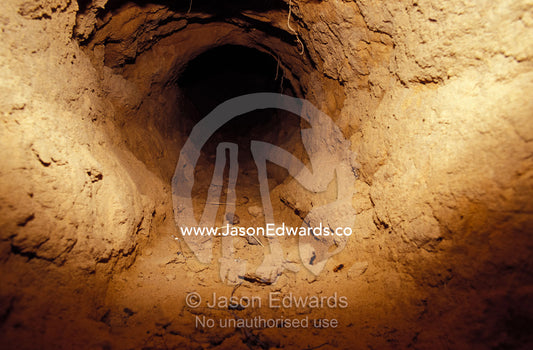 An endangered Northern Hairy-Nosed Wombat's burrow tunnel entrance. Epping National Park, Scientific, Queensland, Australia.
