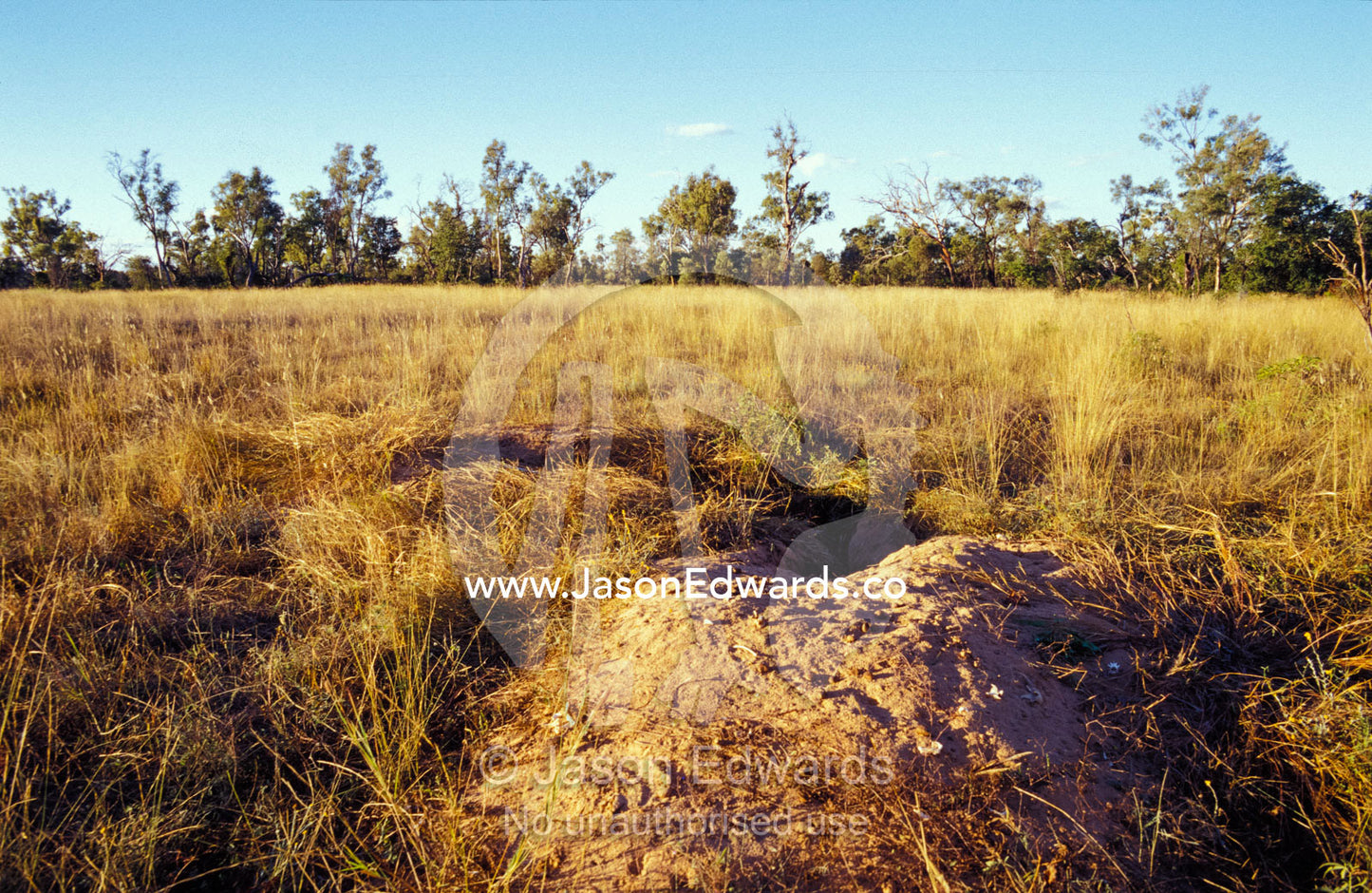 A Northern Hairy-Nosed Wombat's burrow entrance on a grass plain. Epping National Park, Scientific, Queensland, Australia.