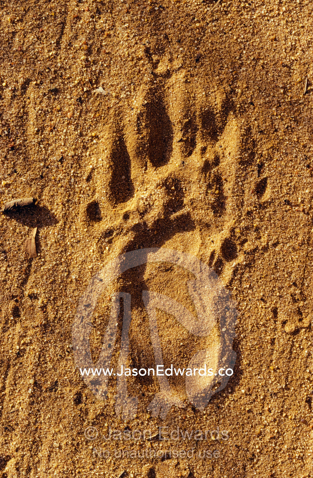 An endangered Northern Hairy-Nosed Wombat foot print track in sand. Epping National Park, Scientific, Queensland, Australia.