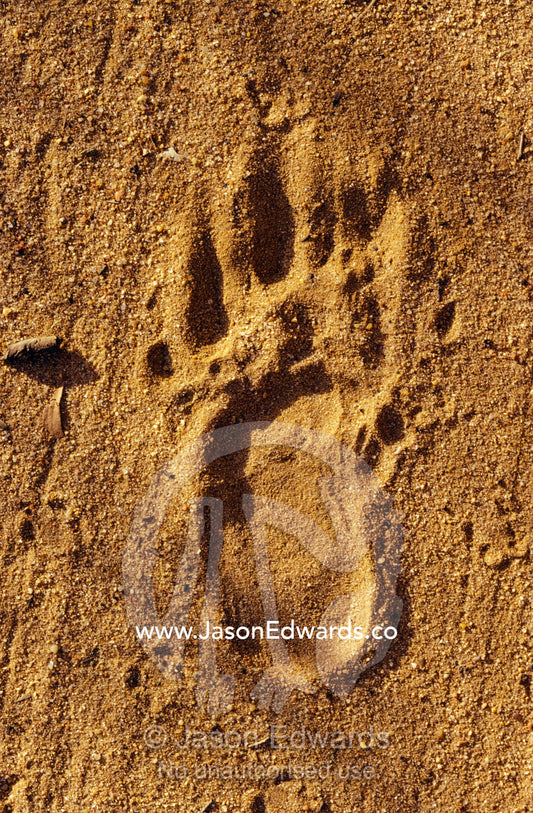An endangered Northern Hairy-Nosed Wombat foot print track in sand. Epping National Park, Scientific, Queensland, Australia.