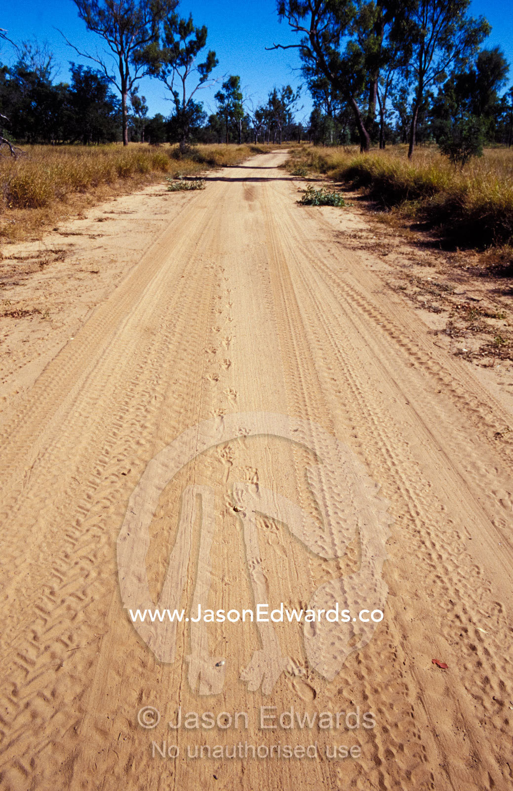 Endangered Northern Hairy-Nosed Wombat foot prints on a sandy track. Epping National Park, Scientific, Queensland, Australia.