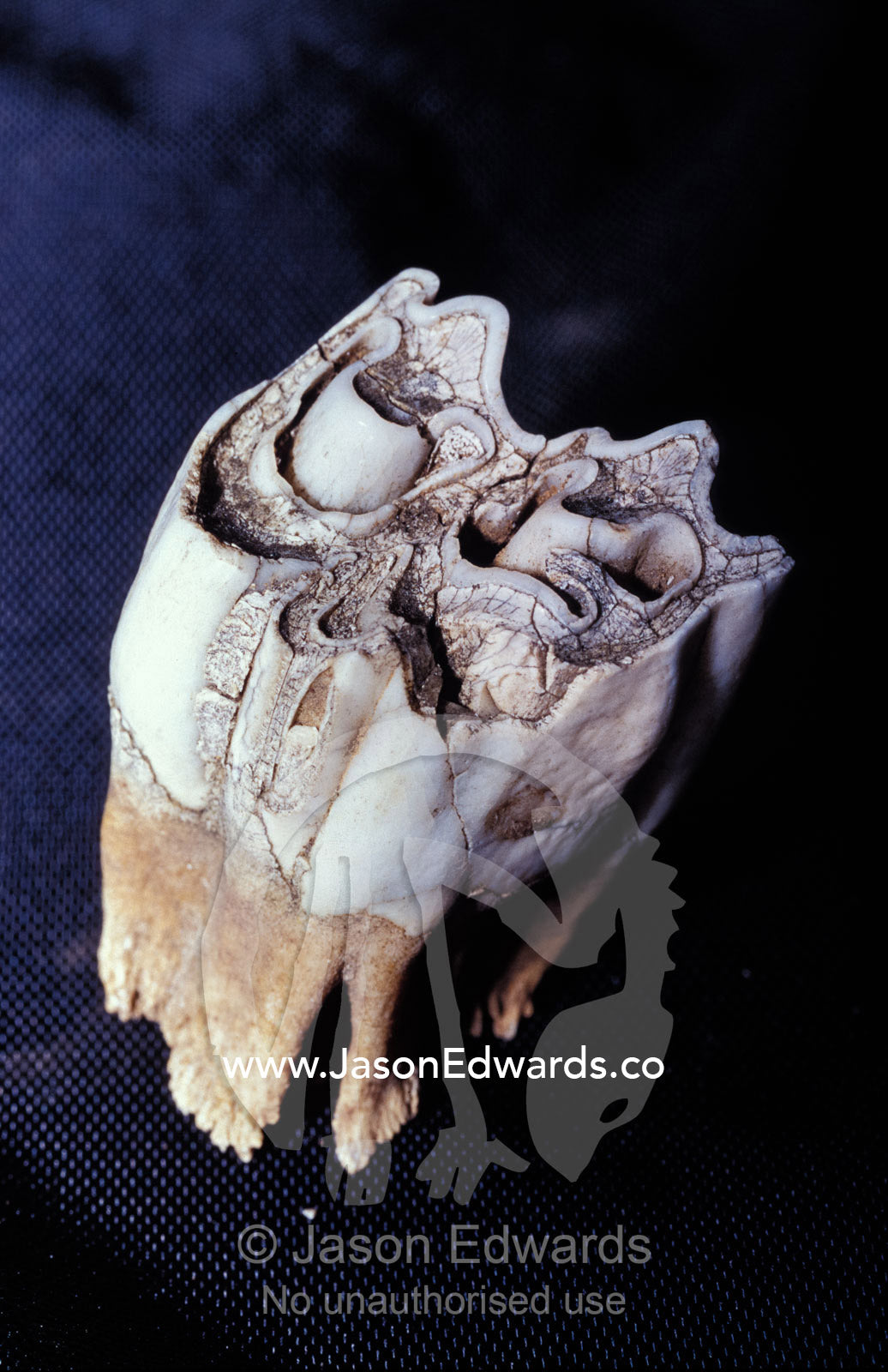 An endangered Northern Hairy-Nosed Wombat's molar tooth. Epping National Park, Scientific, Queensland, Australia.