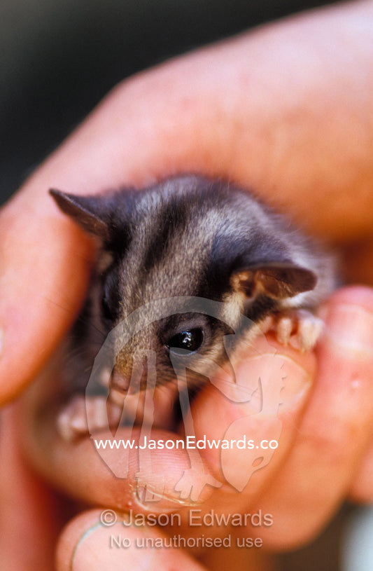 An endangered Leadbeaters Possum carefully restrained in a hand. Yellingbo Nature Conservation Reserve, Victoria, Australia.