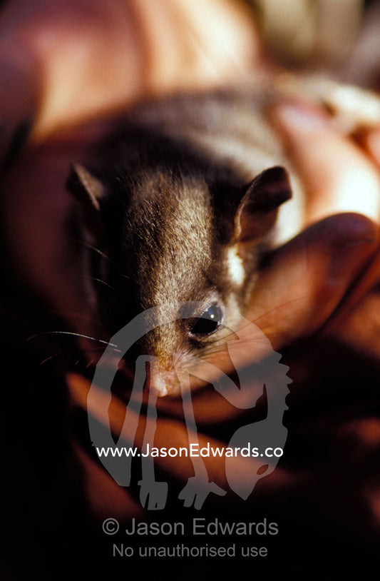 An endangered Leadbeaters Possum carefully restrained in a hand. Yellingbo Nature Conservation Reserve, Victoria, Australia.