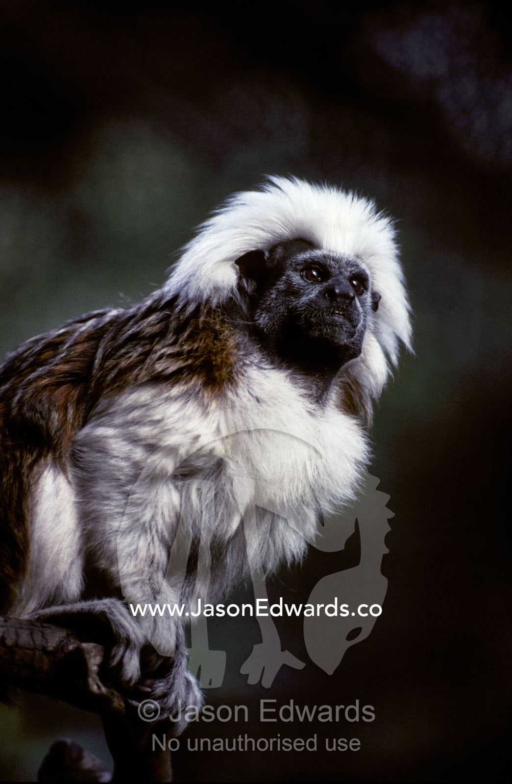 Portrait of a Cotton-Top Tamarin, and detail of fur coat and face. Melbourne Zoo, Victoria, Australia.