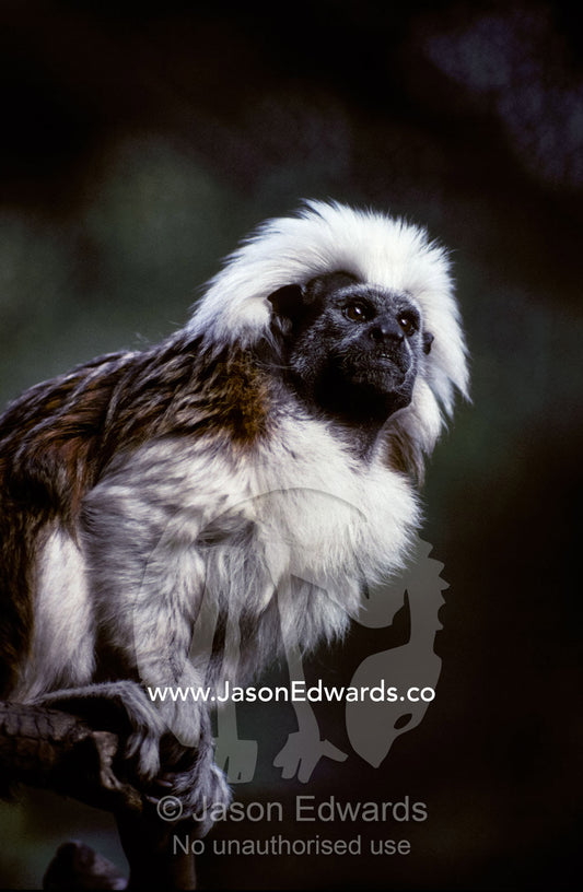 Portrait of a Cotton-Top Tamarin, and detail of fur coat and face. Melbourne Zoo, Victoria, Australia.