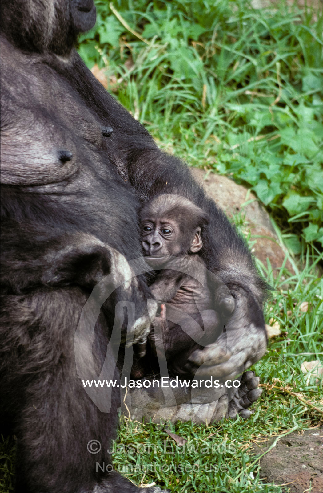 A cute Western Lowland Gorilla infant nursed tenderly by its mother. Melbourne Zoo, Victoria, Australia.