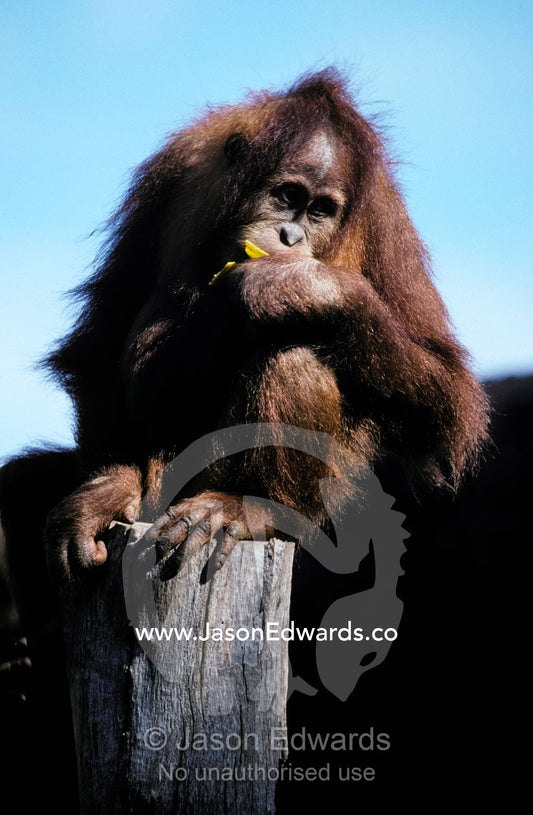 A young Orangutan perched on a stump contentedly eating a banana. Melbourne Zoo, Victoria, Australia.