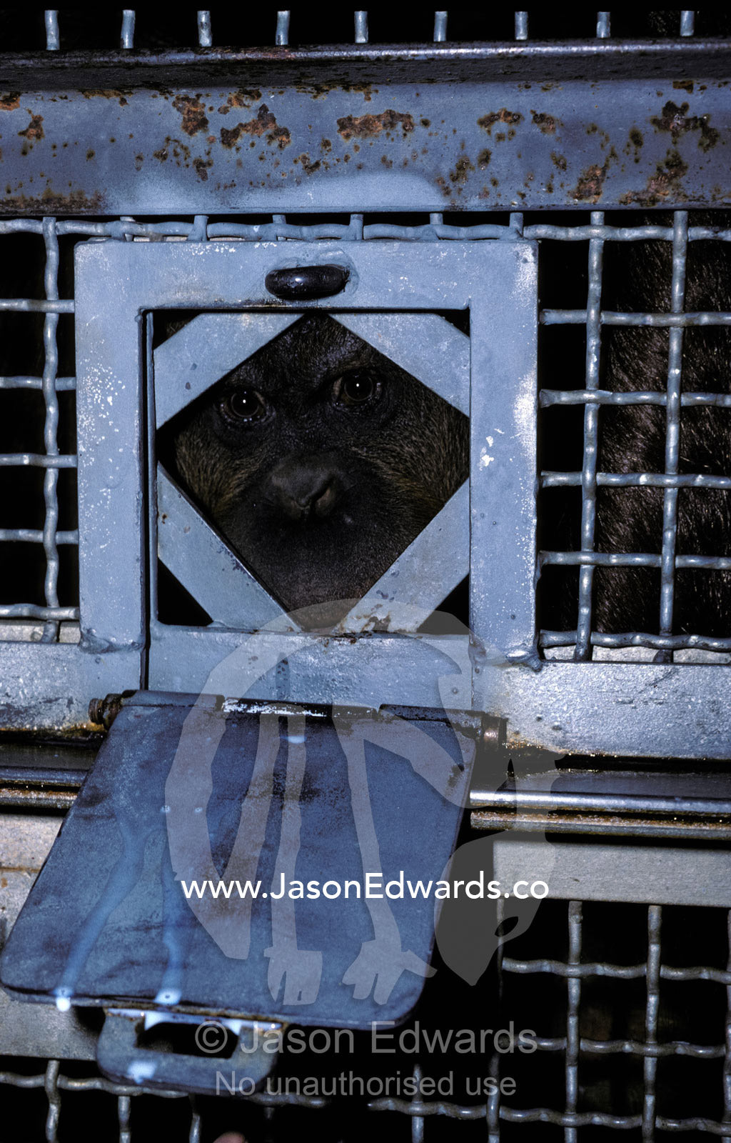 An Orangutan peering through a milk Feeder door looking for food. Melbourne Zoo, Victoria, Australia.