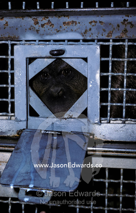 An Orangutan peering through a milk Feeder door looking for food. Melbourne Zoo, Victoria, Australia.