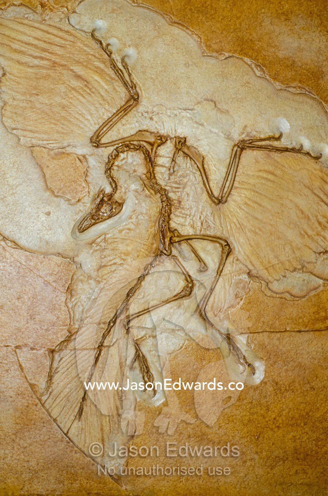 The earliest bird, Archaeopteryx, fossil skeleton with feathers. American Museum of National History, New York, United States of America.