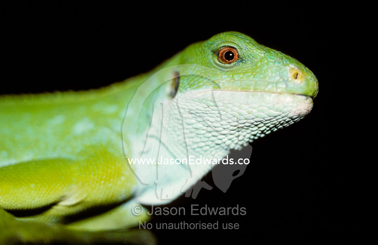 Endangered Banded Fijian Iguana head with bright green scales. Melbourne Zoo, Victoria, Australia.