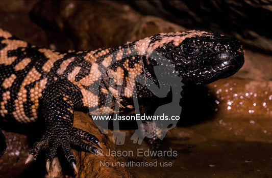 The Gila Monster's yellow and black scales announces it is venemous. Melbourne Zoo, Victoria, Australia.