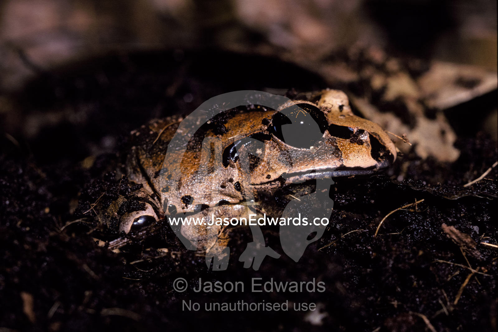 The Great Barred Frog burrowing into soil for protection and shelter. Melbourne Zoo, Victoria Australia.