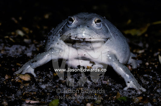 Portrait of the Common Water Holding Frog's face, eyes and forelegs. Melbourne Zoo, Victoria, Australia.