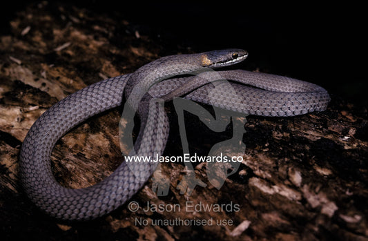 A Masters Snake coiled on a log sun basking to raise it's temperature. Melbourne Zoo, Victoria, Australia.