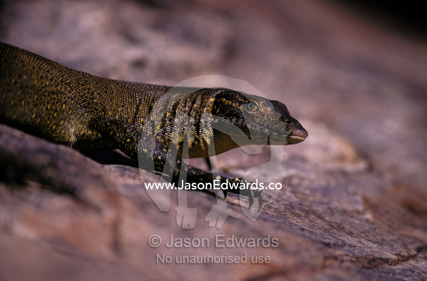 Head and front leg claw detail of a Mertens Water Monitor sun basking. Kimberley Ranges, Western Australia.