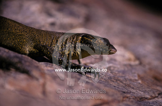 Head and front leg claw detail of a Mertens Water Monitor sun basking. Kimberley Ranges, Western Australia.