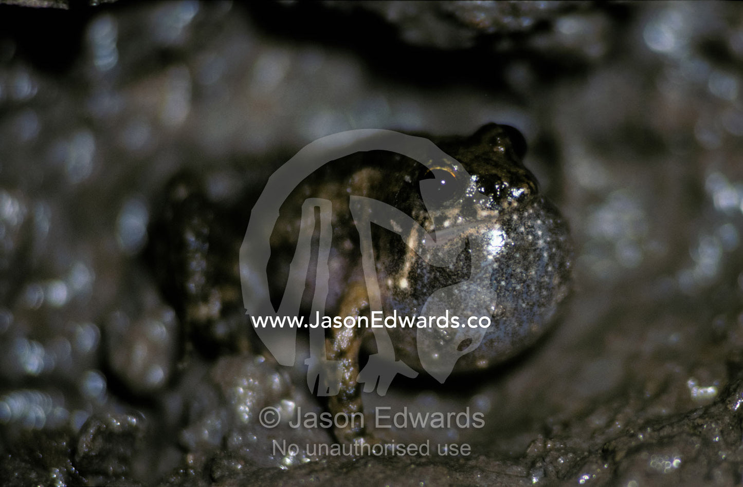 A Rockhole Frog, Litoria Meiriana, calling with inflated throat pouch. Jacks Waterhole, Kimberley Ranges, Western Australia.
