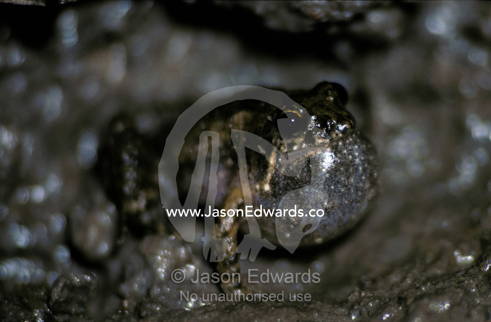 A Rockhole Frog, Litoria Meiriana, calling with inflated throat pouch. Jacks Waterhole, Kimberley Ranges, Western Australia.