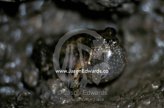 A Rockhole Frog, Litoria Meiriana, calling with inflated throat pouch. Jacks Waterhole, Kimberley Ranges, Western Australia.