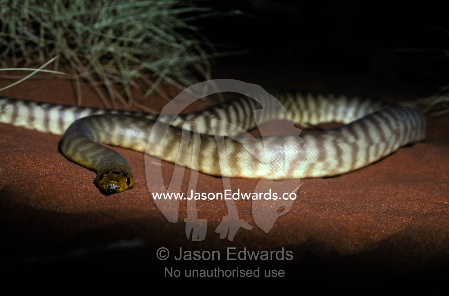 A Woma Snake coiled on a sand dune with impressive scale banding. Desert Wildlife Park, Northern Territory Australia.