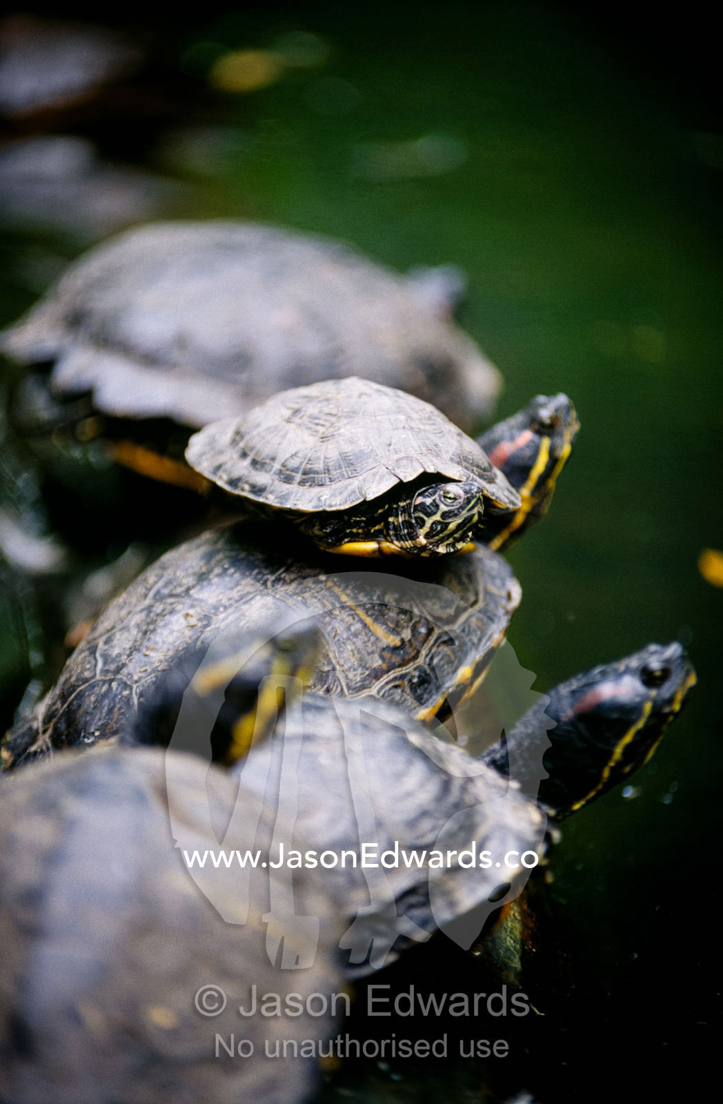 Terrapin Slider Turtles sun basking on a log in a pond. Bronx Zoo, New York, United States of America.