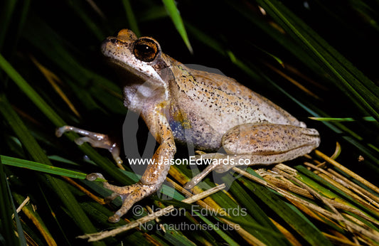 A Brown Tree Frog with spotted markings, resting on pond reeds. Amphibian Research Centre, Victoria, Australia.