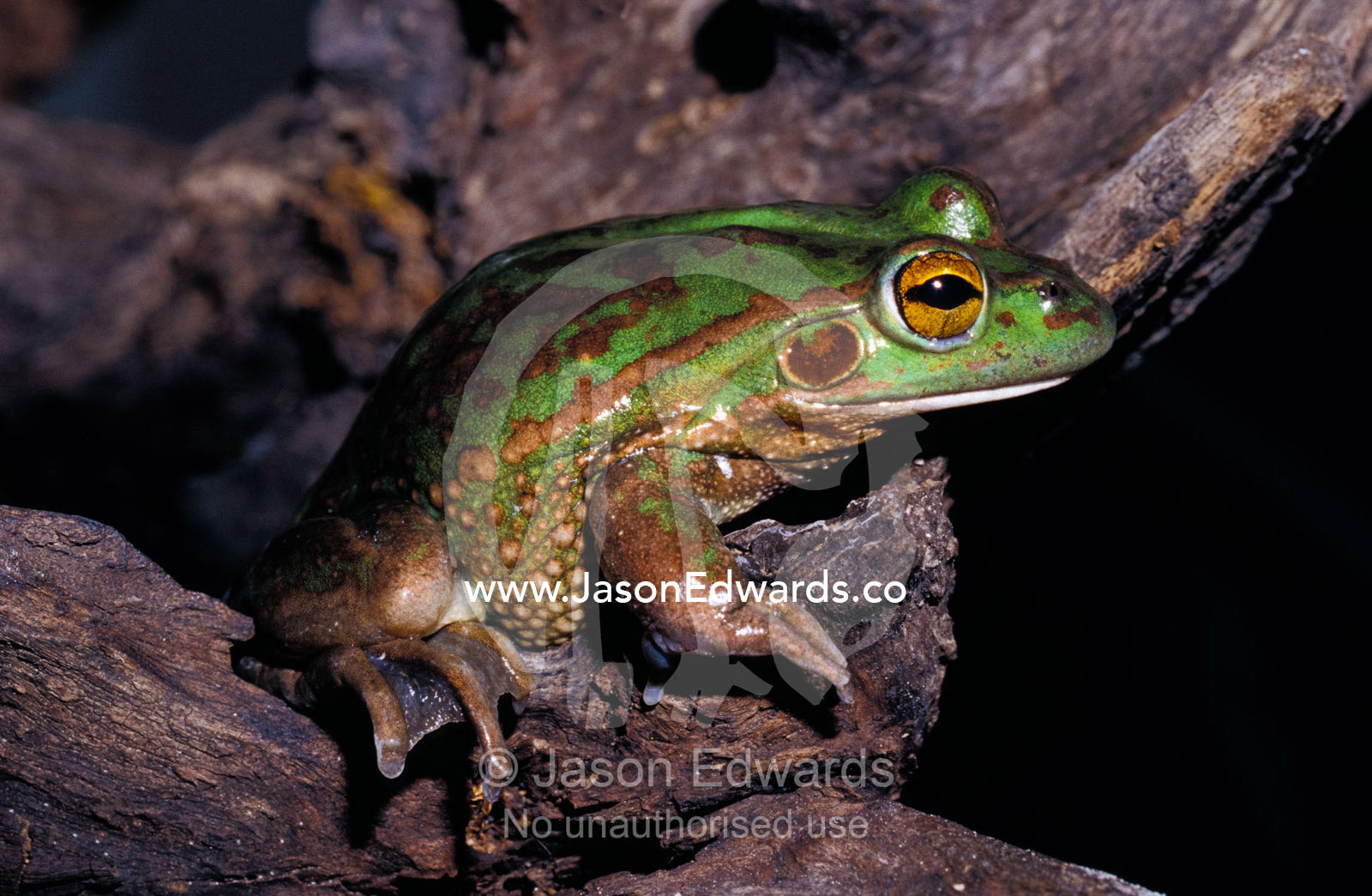 Endangered Southern Bell Frog, Growling Grass Frog, on a tree trunk. Amphibian Research Centre, Victoria, Australia.