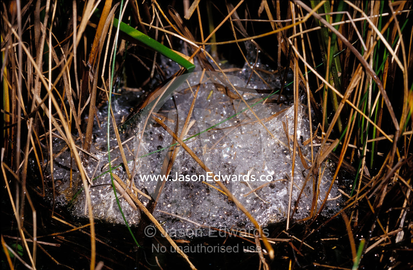 Eastern Banjo Frog egg mass, spawn, hidden in pond reeds. Coranderrk Bushland, Healesville, Australia.