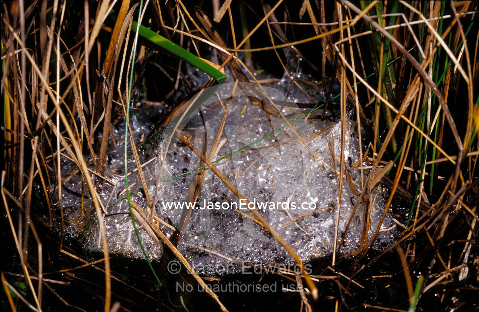 Eastern Banjo Frog egg mass, spawn, hidden in pond reeds. Coranderrk Bushland, Healesville, Australia.