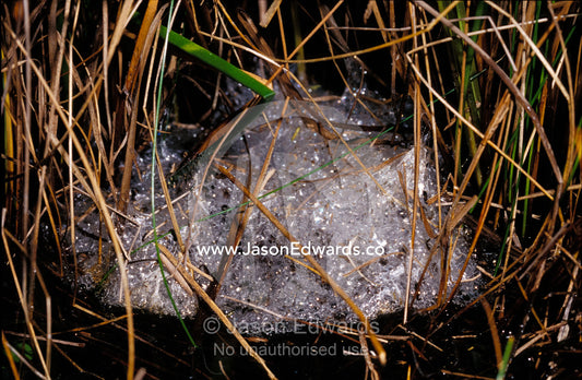 Eastern Banjo Frog egg mass, spawn, hidden in pond reeds. Coranderrk Bushland, Healesville, Australia.