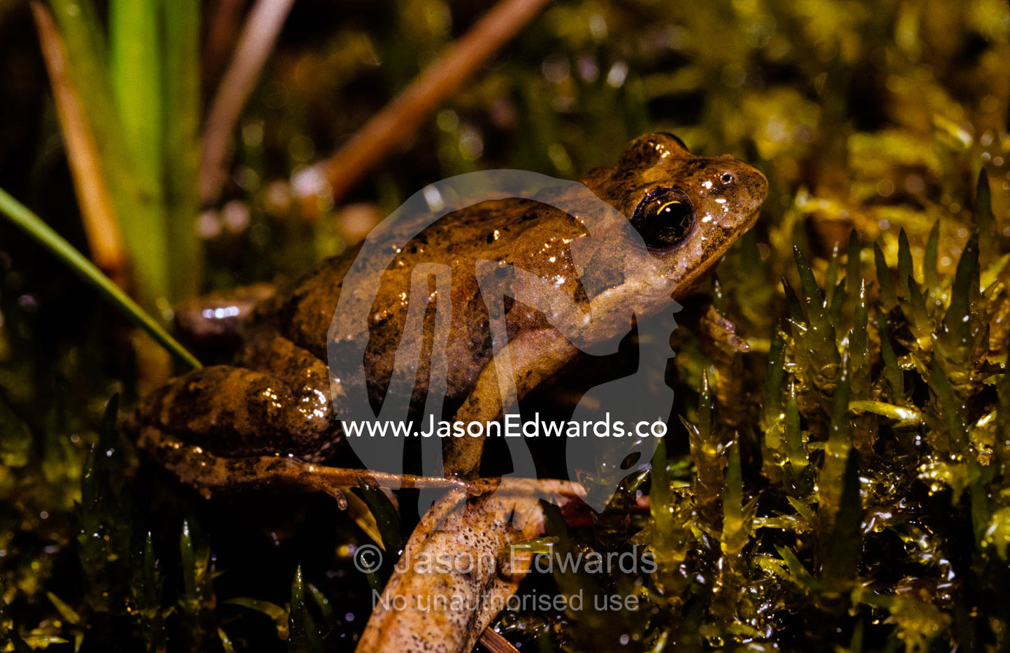An Eastern Common Froglet rests on mosses in a pond. Coranderrk Bushland, Healesville, Victoria ,Australia.