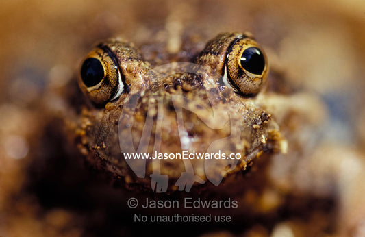 A smiling Eastern Banjo Frog, Four-Bob frog, Limnodynastes Dumerilii. Amphibian Research Centre, Victoria, Australia.