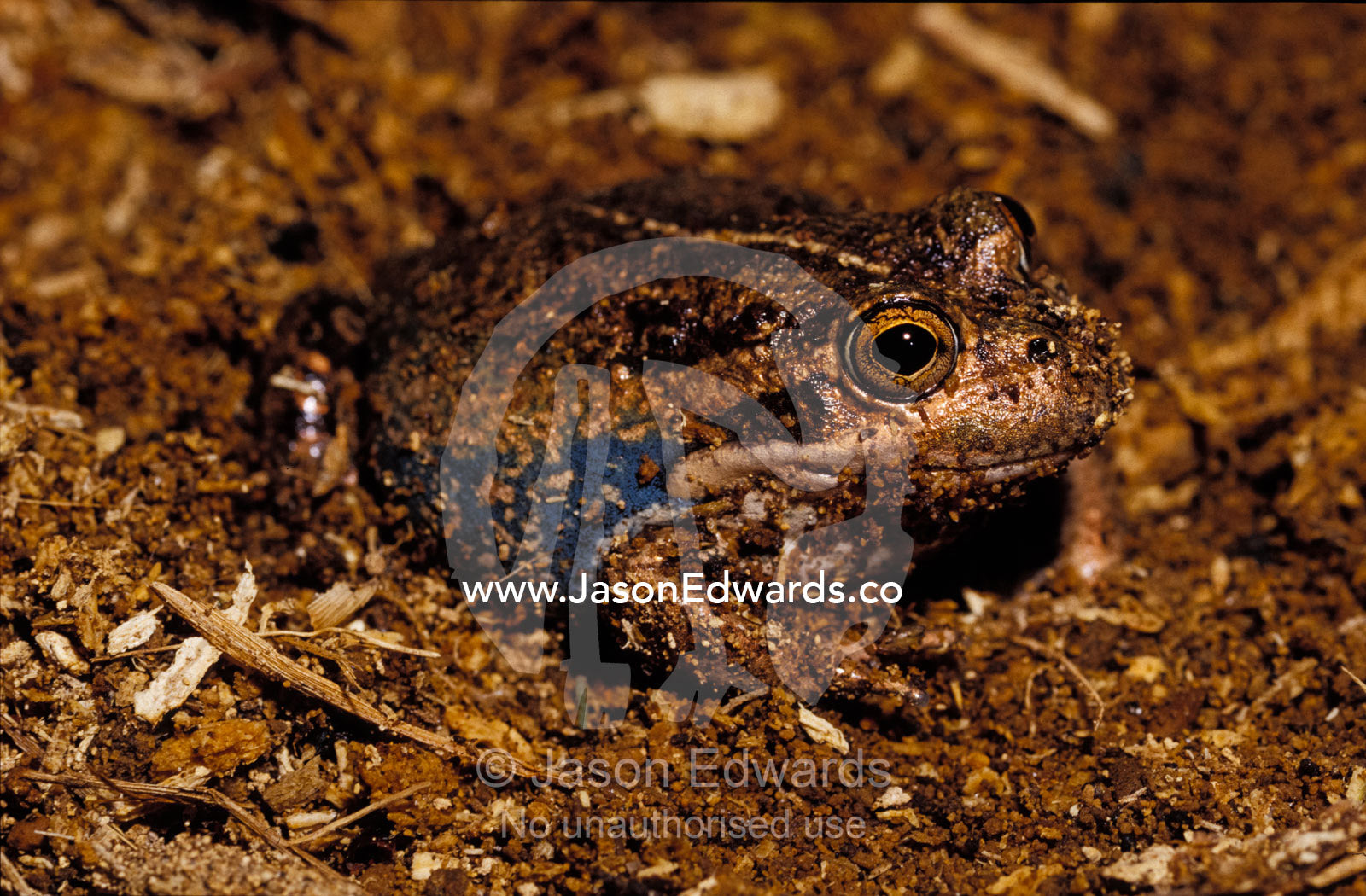 An Eastern Banjo Frog, Four-Bob Frog, Limnodynastes Dumerilii, digging Amphibian Research Centre, Victoria, Australia.