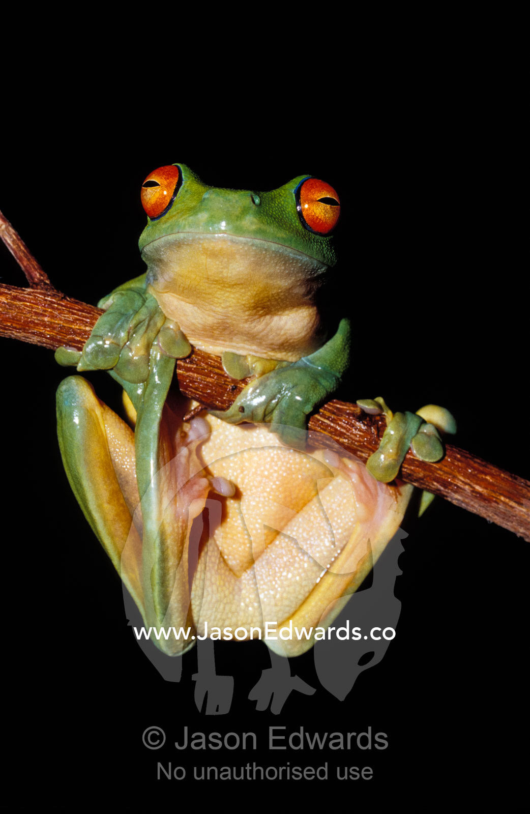 A Red Eyed Tree Frog, Litoria Chloris, clinging to a branch. Amphibian Research Centre, Victoria, Australia.