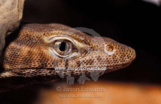 Close-up of a Black-headed Monitor's head, eye, nose and mouth. Preston, Victoria, Australia.