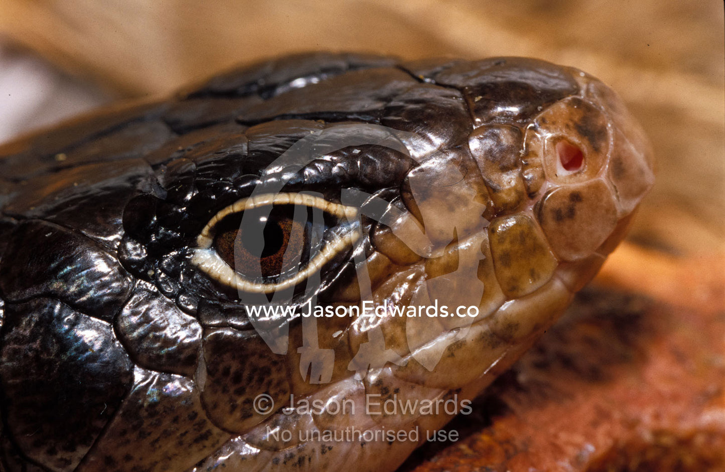 Close-up of a Land Mullet's head, eye mouth, nostril and scales. Preston, Victoria, Australia.