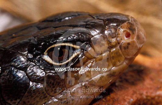 Close-up of a Land Mullet's head, eye mouth, nostril and scales. Preston, Victoria, Australia.